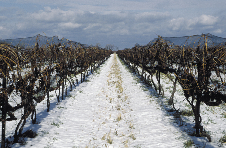 Winter vineyard in Niagara