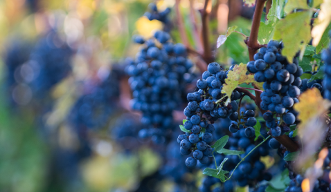 Go beyond the glass with our Vine to Wine Tour
